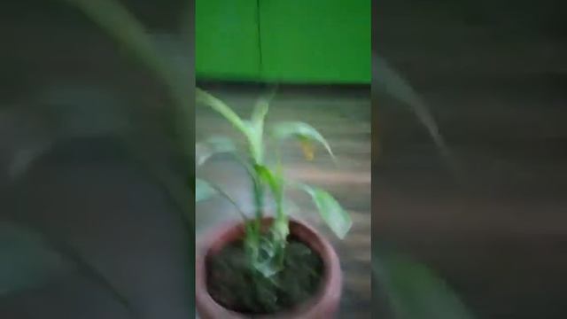Ep 04 Lucky bamboo(dracaena sanderiana)(fortune)plant care in hindi||लकी बैम्बू के विषय में कुछ रोच смотреть онлайн