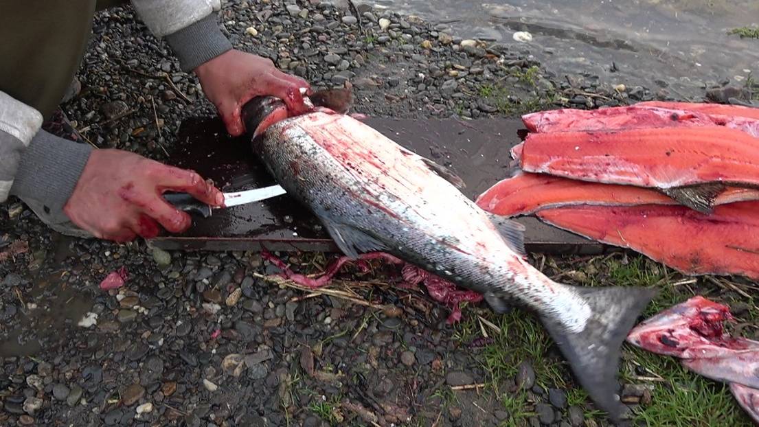 Разделка лосося на филе в походных условиях