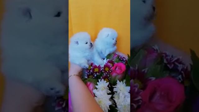 Белые щенки шпицев на продажу смотреть онлайн