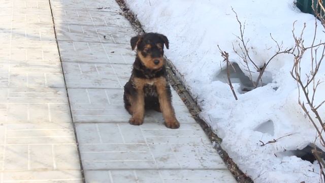 Щенки эрдельтерьера из питомника РКФ смотреть онлайн