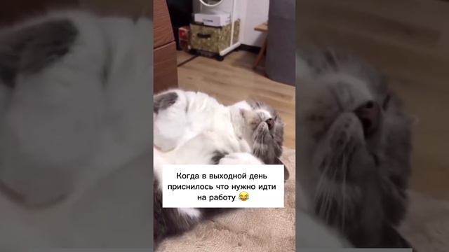 Приснится же такое смотреть онлайн