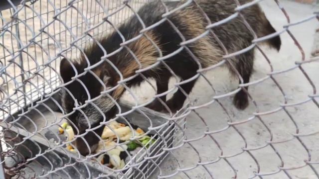 Смертельный номер, зашёл в вольер и выпустил из клетки всеядного зверя. смотреть онлайн