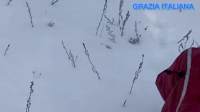 Левретка. Левретки. Питомник Левреток. Italienisches Windspiele. (720p) смотреть онлайн