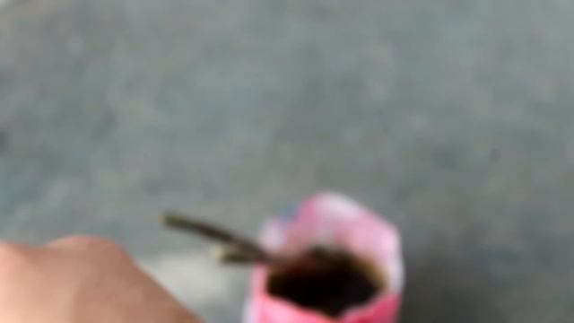 My SECRETS To Make Croton Plant BUSHY!