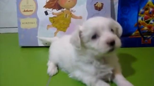 Щенки Мальтезе смотреть онлайн