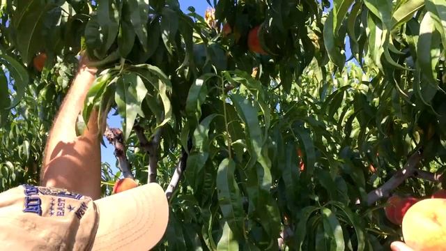 РЕДХЕЙВЕН - ВСЕГДА С УРОЖАЕМ !!! смотреть онлайн