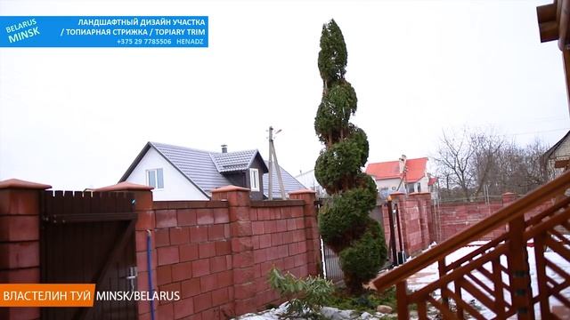 ВЕСНА СТРИЖКА ТУИ | ШОК РАЗМЕР | @user-qs3ui4et9d | Топиар. Спираль из туи. Стрижка туиМинск смотреть онлайн