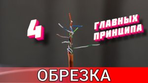 4 принципа обрезки обязательно посмотрите перед тем как подойти к дереву с секатором