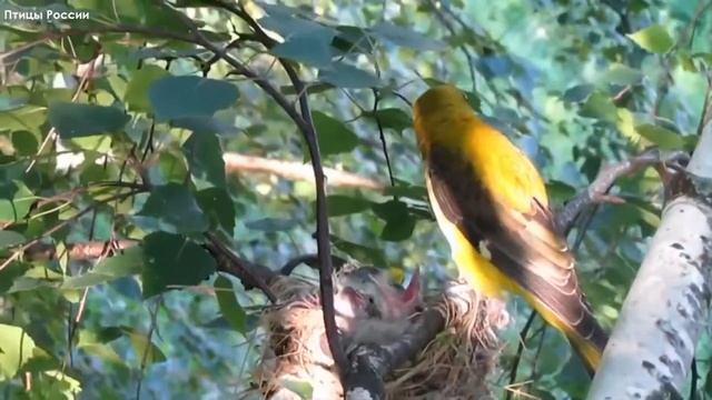 11 - Певчие птицы России * ИВОЛГА * смотреть онлайн