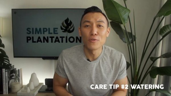 Bird of Paradise Indoor Care | 5 Easy Care Tips | Strelitzia Nicolai & Reginae Plant Tips