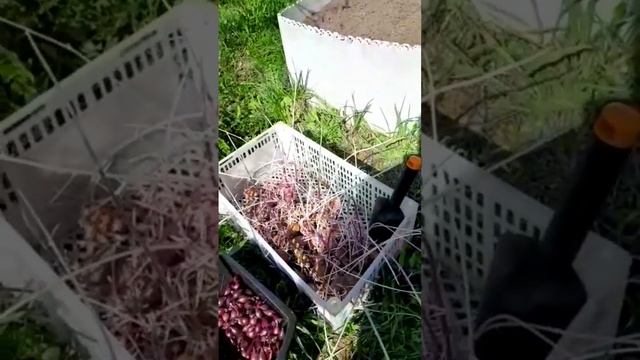 Картошка в ящиках грядках Как обычно всё будет хорошо #картошка #загороднаяжизнь #изгородавдеревню смотреть онлайн