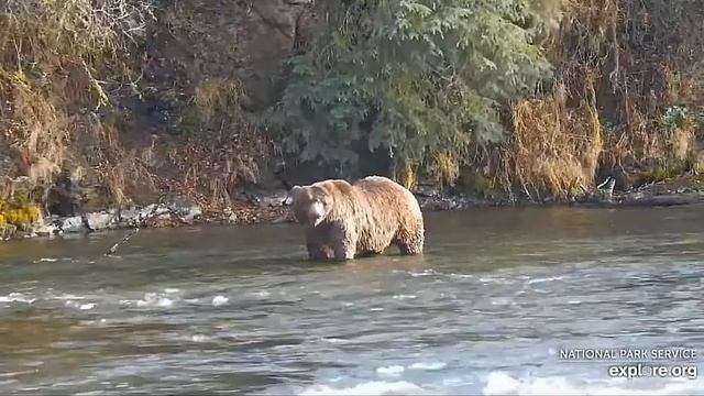 Теплый осенний день-мишка пришел поймать рыбу#Katmai National Park, Alaska 2023 смотреть онлайн