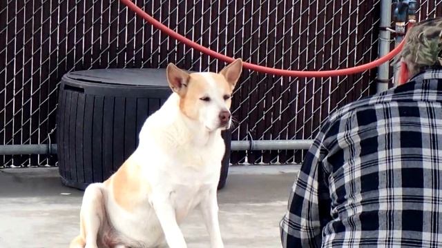 Приютский пёс заплакал, когда узнал стоящего перед ним человека