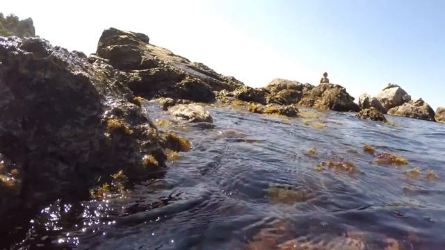 Длинноносый крохаль :-)) смотреть онлайн