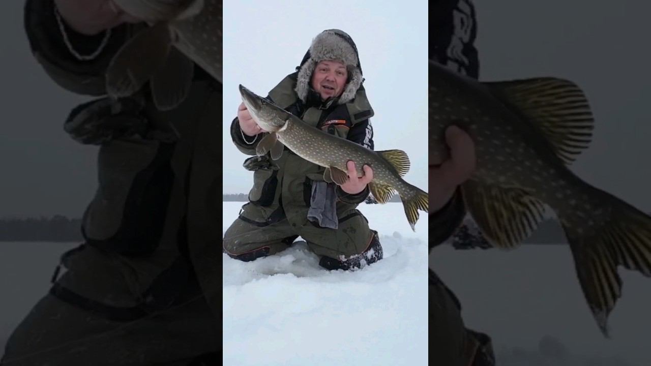 Щука на жерлицу #щука #рыбалкавсибири #зимняярыбалка смотреть онлайн