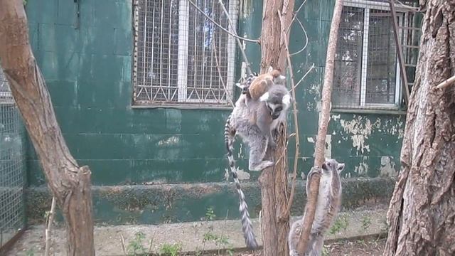 Детеныши животных. Сафари парк Тайган смотреть онлайн