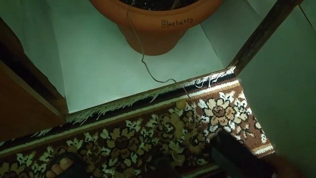 LED ЛАМПА ДЛЯ ГРОВА СВОИМИ РУКАМИ. ДЕШЁВЫЙ ГРОВ ДЕНЬ 5 смотреть онлайн