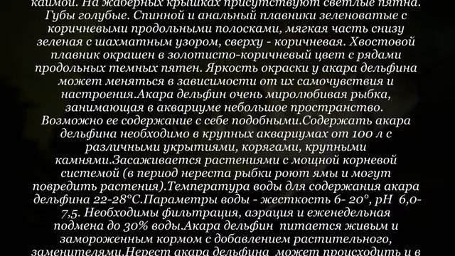 Аквариумная рыбка Акара дельфин смотреть онлайн
