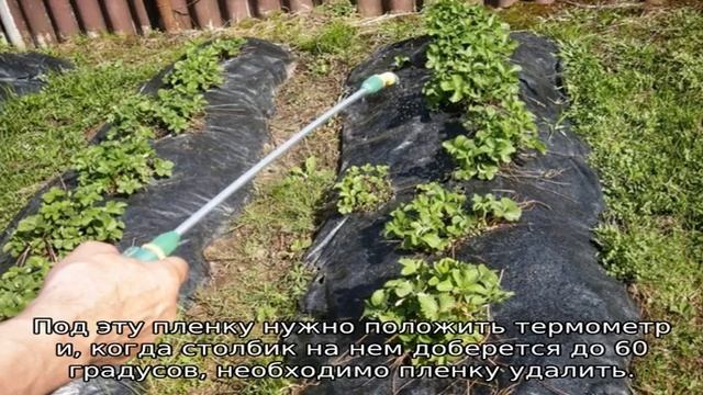 У клубники скручиваются листья, что делать смотреть онлайн