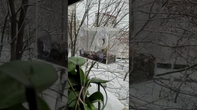 Пичужке в кормушку смотреть онлайн