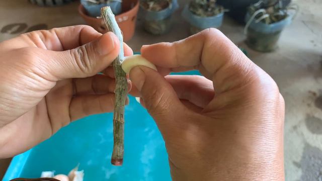 How To Propagate Orchids From Withered Stems That Revive Quickly