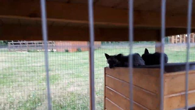 Отдыхаем в парк-отеле Орловский. Часть 4 смотреть онлайн