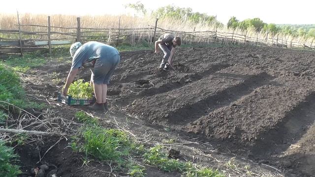 ПОЛЕТЕЛА ГАДОСТЬ/КУМИР ИЛЬИ/САЖАЕМ ТОМАТЫ/ смотреть онлайн