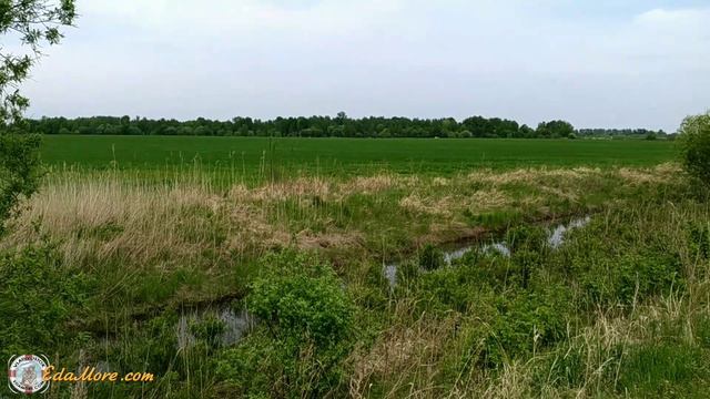 Звонко поют птицы в тайге видео от Sonykpk смотреть онлайн