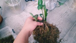 спатифиллум сенсация! спасение и размножение.