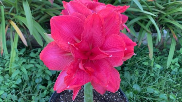 Candy Nymph Amaryllis Hippeastrum смотреть онлайн