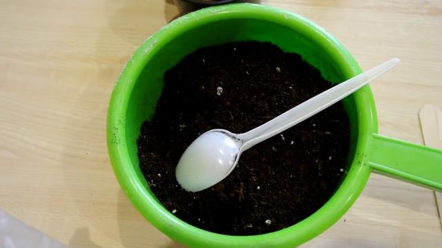 Посадка листиков фиалки Размножение фиалок смотреть онлайн