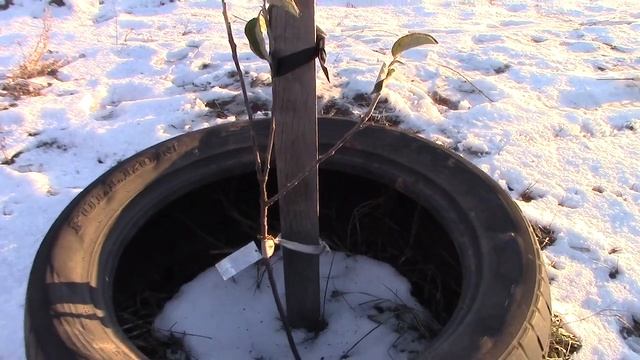 Яблоня сорт Заилийское обзор саженца смотреть онлайн