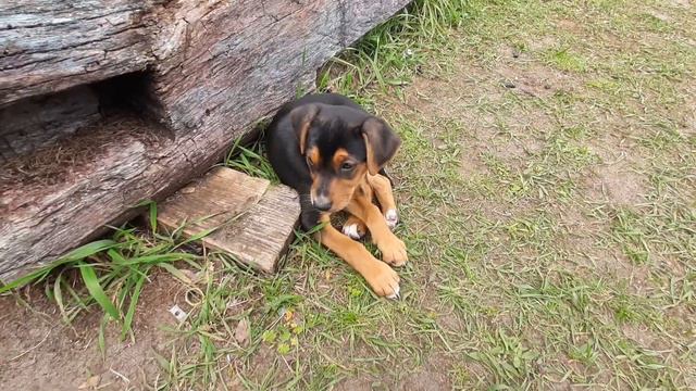 Мы, Полкан и Кое-кто еще) смотреть онлайн