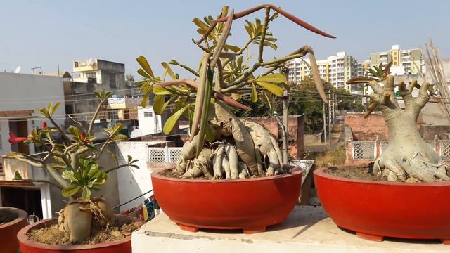 Winter Care Of Adenium ||  Care Of Adenium / Desert Rose In Winter