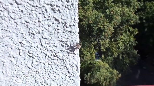 Sony DSC-H90 Test Video zoom-16x, Fokus MAH00295.MP4 смотреть онлайн