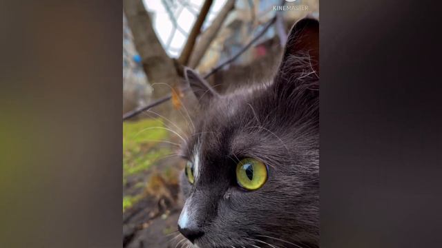 С Днем рождения любимая кошка🎉 Люблю тебя❤️ смотреть онлайн