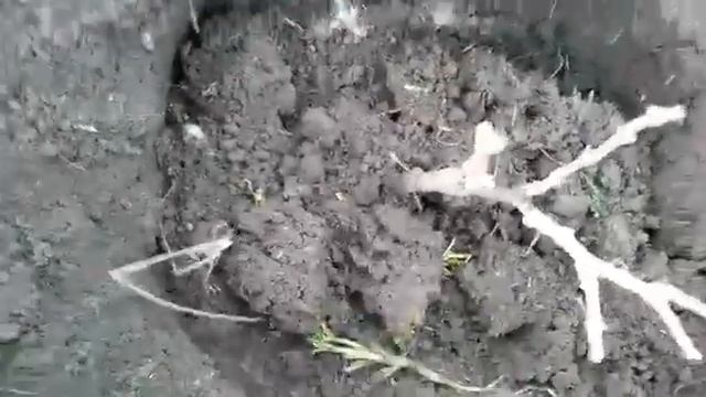 Пересаживаем виноград осенью. Татарстан 2019 год смотреть онлайн