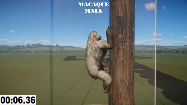 All Climbing Animal in Planet Zoo included Siberian Tiger, Jaguar, Capuchin Monkey, Macaque & etc смотреть онлайн