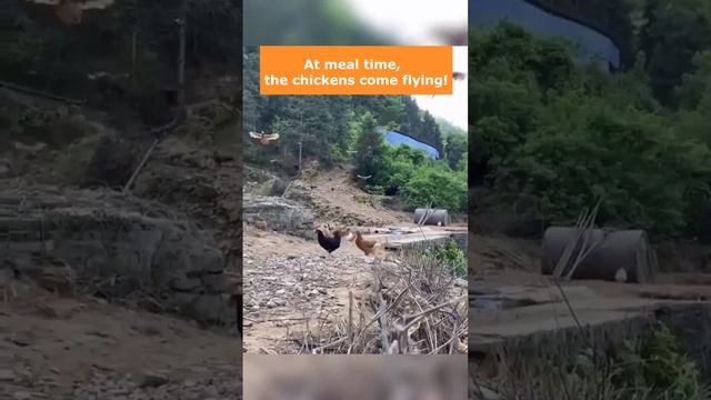 Hungry chickens are coming for food! смотреть онлайн