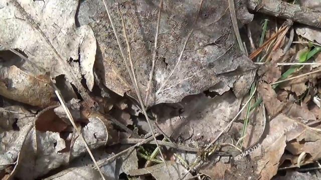 Большой черный лесной муравей | Big Black Wood Ant | Große Schwarze Waldameise |