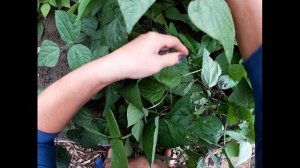 Стручковая фасоль. Как выращивать и что  с ней делать.