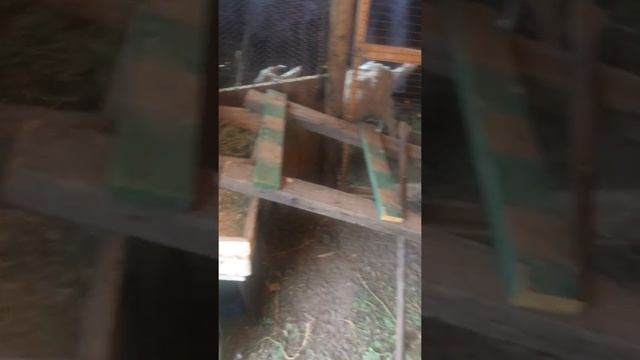 Почему не несутся куры смотреть онлайн