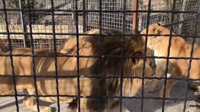 Лев заступился за львицу! Тайган The lion stood up for the lioness! смотреть онлайн