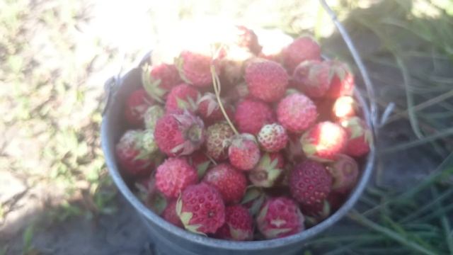 Полевая клубника.Прикол. смотреть онлайн