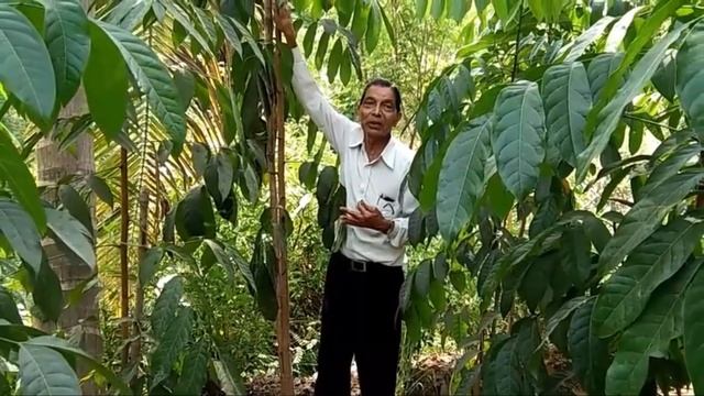 Mahagony Tree Details || Kannada Business Ideas || Mahagony смотреть онлайн