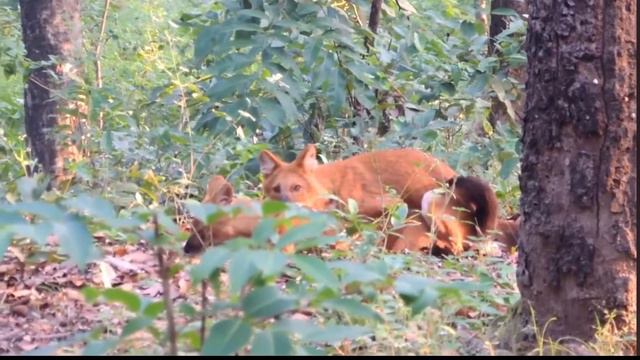 jackal meeting смотреть онлайн
