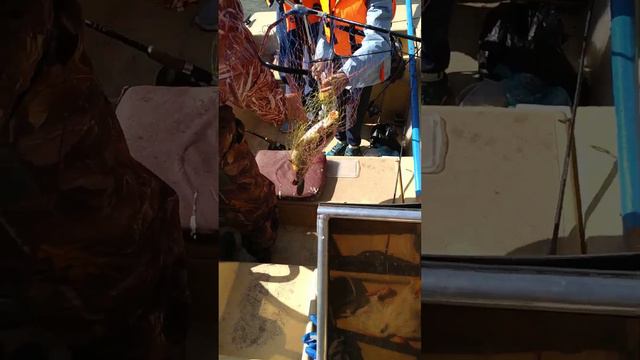 Рыбалка в Астрахани (сазан на 3кг) смотреть онлайн