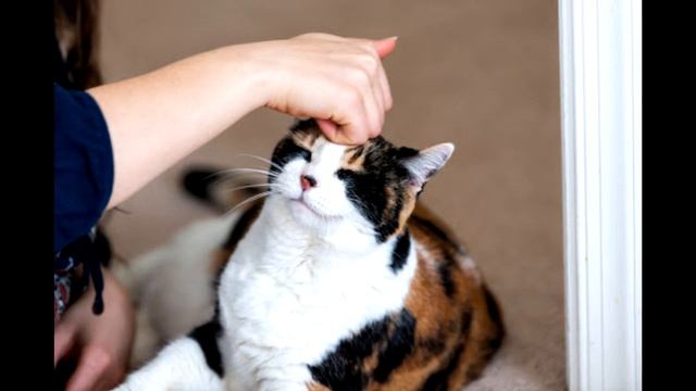 Коты улыбаются, приколы с котами, подборка смешных котов, которые улыбаются как люди смотреть онлайн