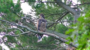 Видео для вашего 4K телевизора - тест 4k