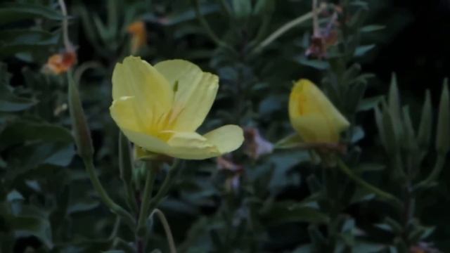 This flower instantly blooms at sunset (the Evening Primrose) смотреть онлайн